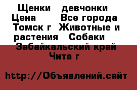 Щенки - девчонки › Цена ­ 2 - Все города, Томск г. Животные и растения » Собаки   . Забайкальский край,Чита г.